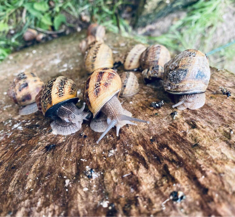 Groupe d'escargots